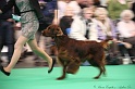 Crufts2011 588